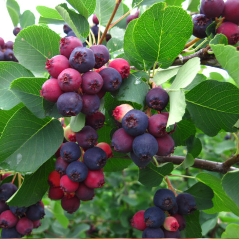 Amelanchier