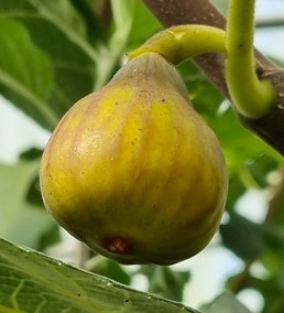 figuier "la campanière"