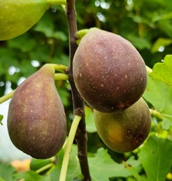 figuier "de roumanie du nord"