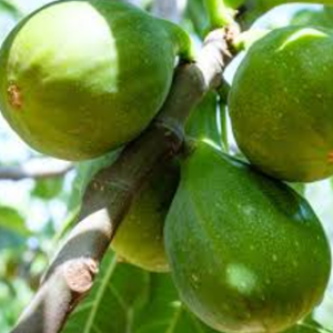 figuier de roscoff (blanc d'argenteuil)