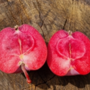 Pommier "Webster Pink Meat"