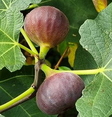 figuier "zaubergarten"