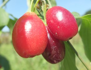 cornouiller kazanlak