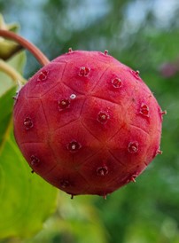 cornouiller du chine « teutonia »