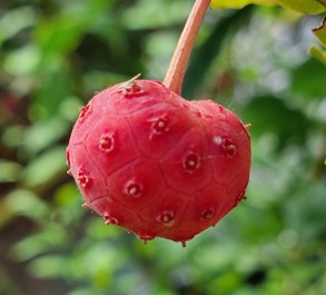 cornouiller de chine "china girl"