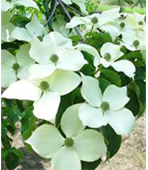 Cornouiller de Chine