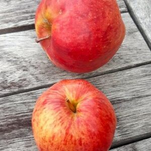 pommier du kazakhstan rouge