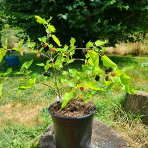 mûrier nain "mojo berry"