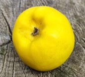 pommier "apion" / "pion"