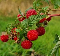 framboisier ‘augustred’
