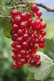 groseillier rouge "augustus"