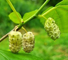 mûrier blanc "aureifolia"