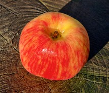 pommier "azaou sagarra"
