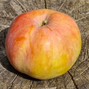 pommier "chenango strawberry"