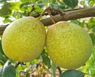 nashi poire "benita"