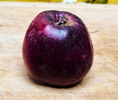 pommier "bloody ploughman"