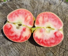 pommier "blush rosette"