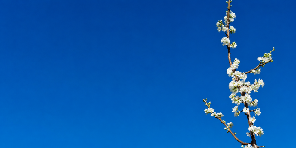 branche fleuri fruitier rustique isabella thieke