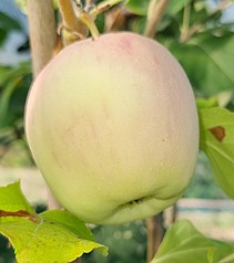 pommier "bravo esmolfe"