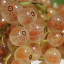 groseillier blanc "cerise blanche"