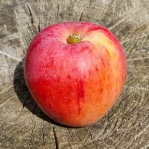 pommier "chenango strawberry"