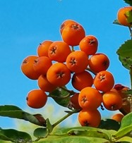 sorbomespilus "desertnaja"