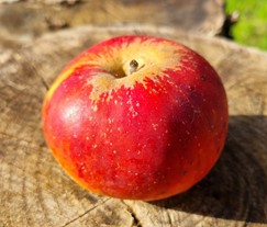 pommier "eiser rouge"