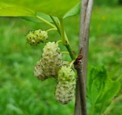 mûrier blanc "emmanuelle"
