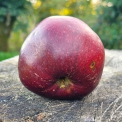 pommier "framboise d'oberland"