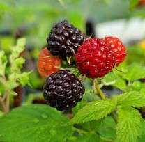 framboisier noir