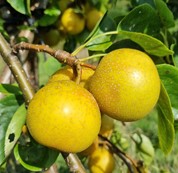 nashi "hosui"