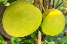 pommier "hudson's golden gem"