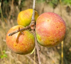 pommier "irish peach"