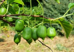 kiwaï "issaï"
