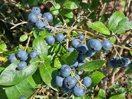 myrtillier "ivanhoe"