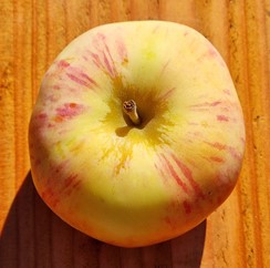 pommier "korichnoe polosatoe"