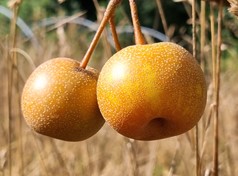 nashi "kosui"