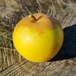 pommier "lucombes pine"