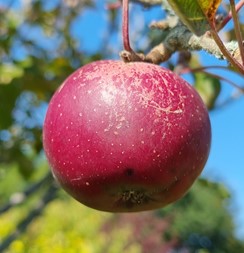 pommier "lune rouge"
