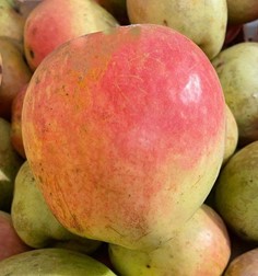 pommier "marmela campo"