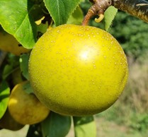 nashi "niitaka"