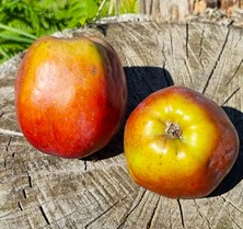 pommier "notaris"