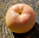 pommier "pink pearl" pommier "pink pearl"