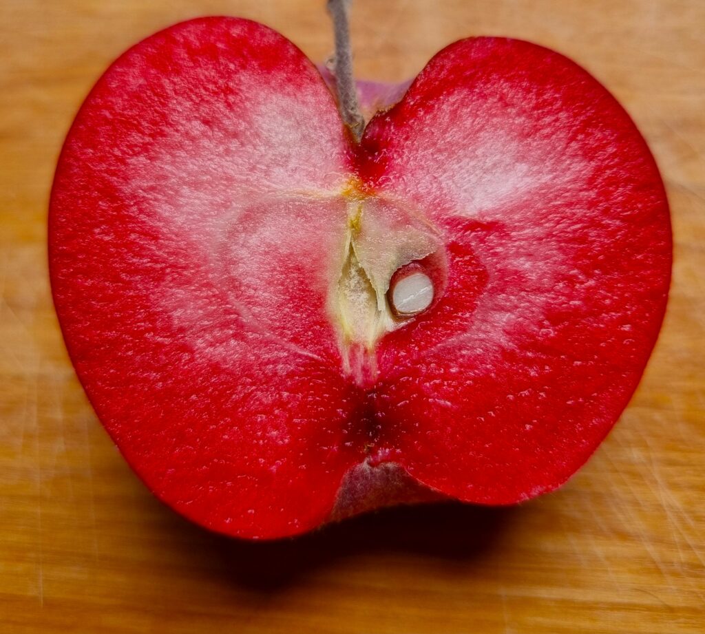 Pommier à chair rouge