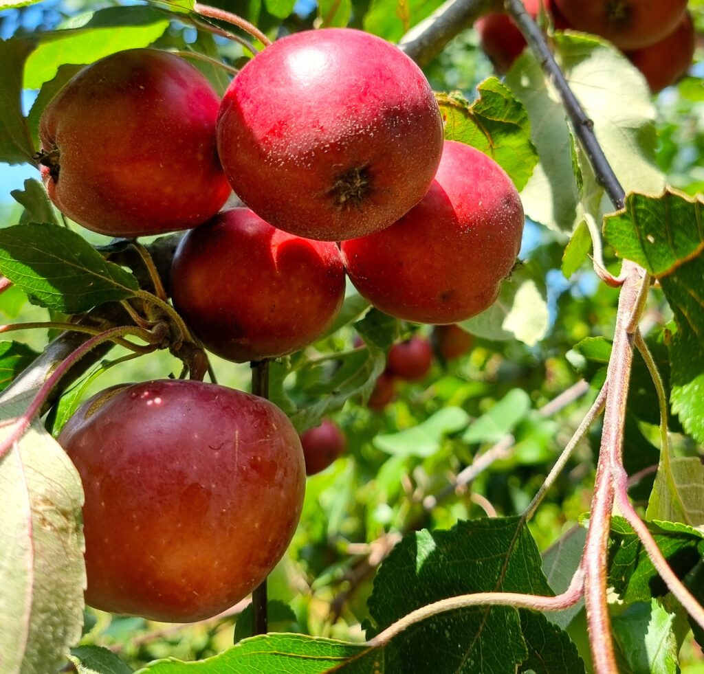 Pommier