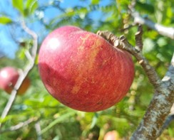 pommier "red devil"