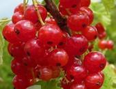 groseillier rouge "red lake"
