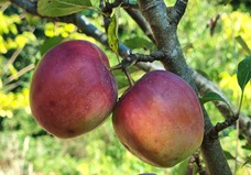 pommier "rose de berne"