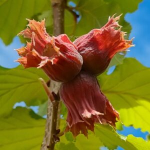 rouge de zeller