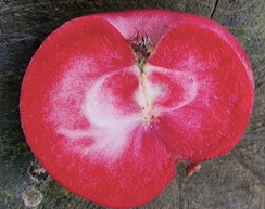 pommier "rubaiyat"